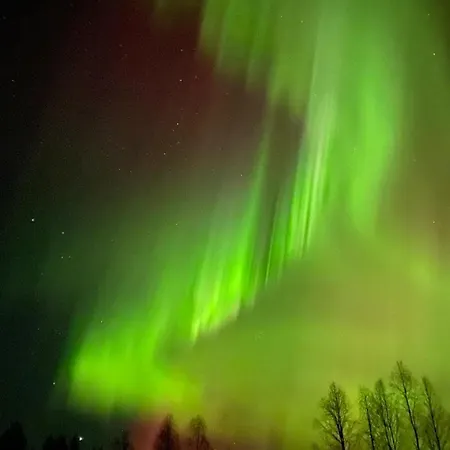 Metsaekimara Kittilä